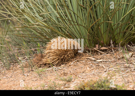 Stock Foto von einem Echidna wühlen. Stockfoto