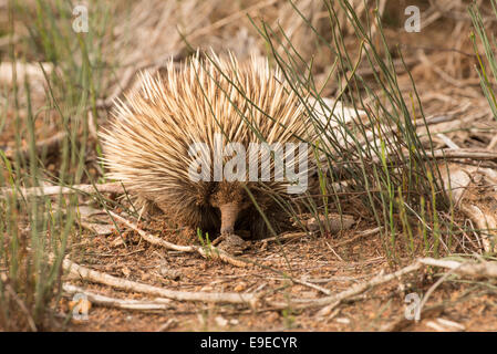 Stock Foto von einem Echidna zu Fuß. Stockfoto