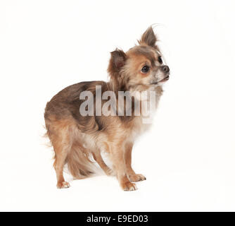 braune Chihuahua stehen wir auf der Seite, weißer Hintergrund Stockfoto