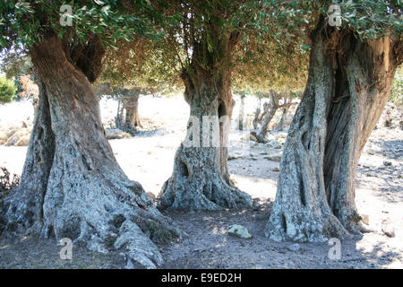 Hundertjährige Olivenbäume in der Insel Imbros, Türkei Stockfoto