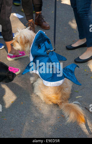 New York, USA. 25. Oktober 2014. Szenen aus der 24. ordentlichen Tompkins Square Halloween Hund Parade 25. Oktober 2014 in New York City. Bildnachweis: Donald Bowers/Alamy Live-Nachrichten Stockfoto