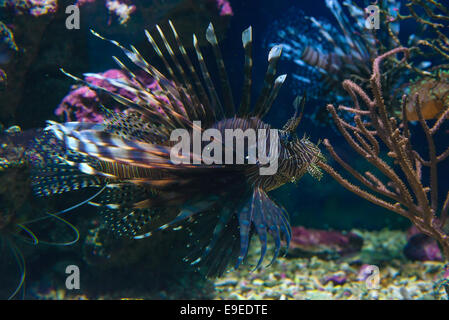 Gestreifte Rotfeuerfische oder Rotfeuerfisch oder Zebra Fisch (lat. Pterois Volitans) Stockfoto