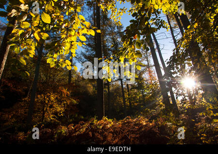 Morgensonne im Erncroft Wald im Herbst. Waldbäume und leuchtenden Blättern. Stockfoto