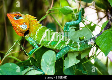 Common Green Forest Lizard (Calotes Calotes) Stockfoto
