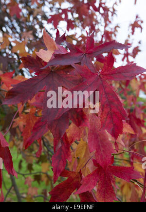 Im Herbst rot gefärbte Laub auf Ahorn Stockfoto