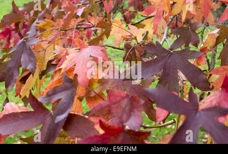 Im Herbst rot gefärbte Laub auf Ahorn Stockfoto