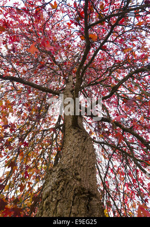 Rot-Ahorn-Baum im Herbst Stockfoto