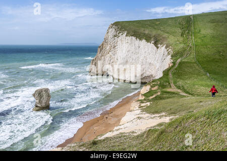 Walker auf der Süd-West Küste Weg zwischen Durdle Door und weißen Nothe in Purbeck, Dorset, England, UK Stockfoto