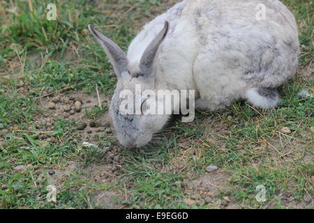 Domestizierten Kaninchen in den Rasen in einen kleinen Streichelzoo Stockfoto