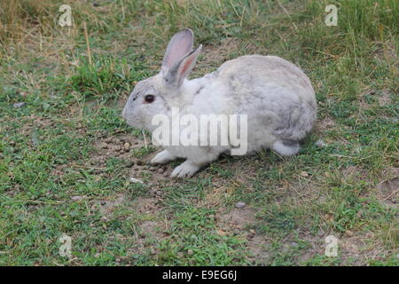 Domestizierten Kaninchen in den Rasen in einen kleinen Streichelzoo Stockfoto