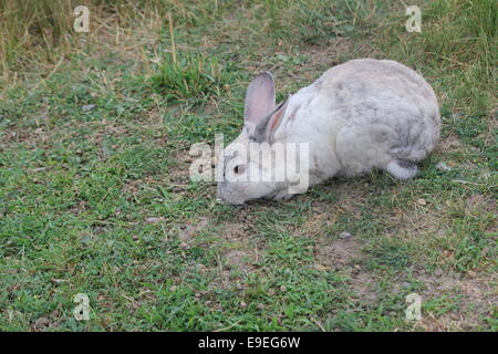 Domestizierten Kaninchen in den Rasen in einen kleinen Streichelzoo Stockfoto