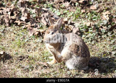 Östlichen Cottontail (Sylvilagus Floridanus) in einem Hinterhof eines Hauses in einem städtischen Gebiet einer Kleinstadt. Stockfoto