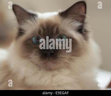 Eine sitzende Katze / Kätzchen starrte Stockfoto