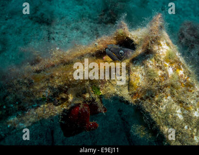 Leiter der Mittelmeer-Muräne, Muraena Helena, versteckt in einem Schiffswrack bei Xatt L-Ahmar-Gozo, Malta. Stockfoto