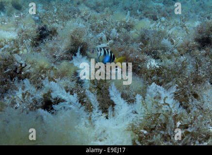 Ein Painted Comber in einem Feld von Algen im Mittelmeer. Das Bild wurde in Xatt L-Ahmar, Gozo, Malta aufgenommen. Stockfoto