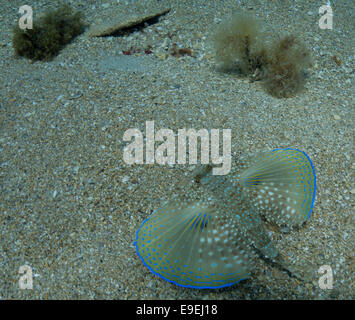 Fliegen, Knurrhahn, Dactylus Volitans, Foto von Malta, westliches Mittelmeer. Stockfoto