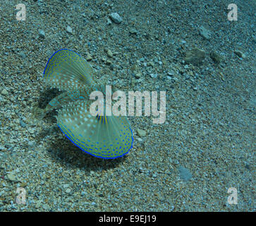 Fliegen, Knurrhahn, Dactylus Volitans, Foto von Gozo, Malta, westliches Mittelmeer. Stockfoto