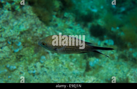 Atlantische Riffbarsche, Chromis Limbata, vom Mittelmeer, Malta. Stockfoto