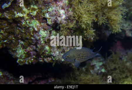 Atlantische Riffbarsche, Chromis Limbata, vom Mittelmeer, Malta. Stockfoto