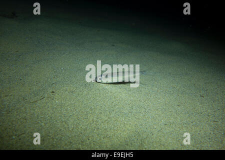 Groß angelegte Sand roch, Atherina Boyeri, auf der Suche nach kleinen benthischen Krebstieren und Weichtieren. Bild aus Malta, Mittelmeer Stockfoto