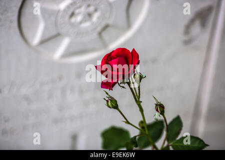 Rote Rose vor einem Grabstein im Friedhof von Essex Farm, Ypern, Belgien. Stockfoto