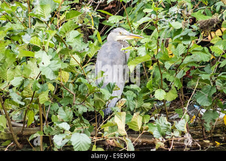 Graureiher (Ardea Cinerea), ruht neben grüner Vegetation. Stockfoto