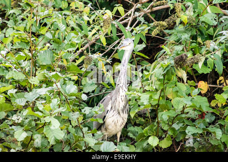 Graureiher (Ardea Cinerea), ruht neben grüner Vegetation. Stockfoto