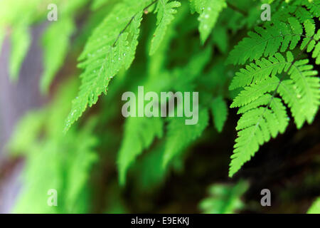 Farne auf Mt. Dewey Weg, Wrangell, Alaska, USA Stockfoto