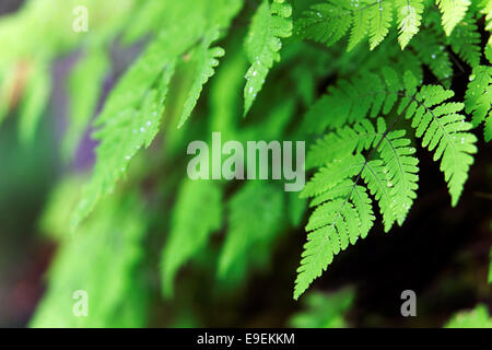 Farne auf Mt. Dewey Weg, Wrangell, Alaska, USA Stockfoto