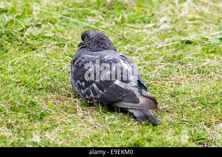 Sleepy Stadt Taube (Columba Livia Domestica), ruht auf dem Rasen. Stockfoto