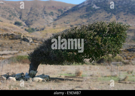 Schafe unter schrägen Baum, natürliche Stockfoto