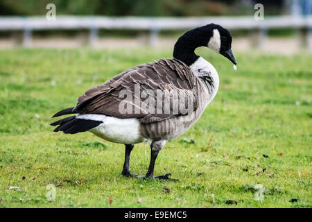 Kanadagans (Branta Canadensis), stehend auf dem Rasen und putzen. Stockfoto