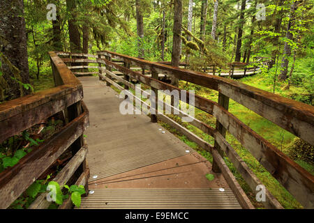 Wald-Rundwanderweg, Bartlett Cove, Glacier Bay Nationalpark, Alaska, USA Stockfoto