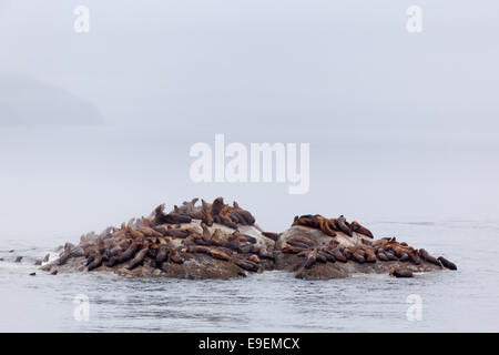 Steller Seelöwen auf Felsen, Gletscher-Bucht, südöstlichen Alaska, USA Stockfoto