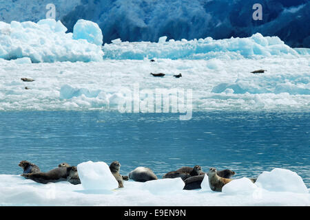 Seehunde auf Eisberge schwimmen unter Endstation Gesicht Süden Sawyer Gletscher, Tracy Arm, südöstlichen Alaska, USA Stockfoto