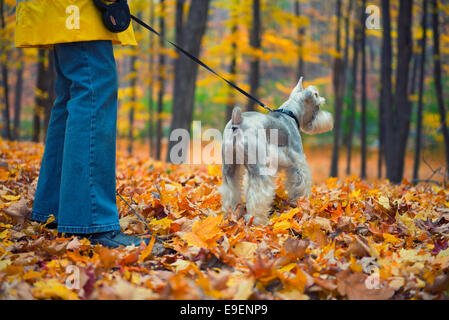 Herbst Herbst Farben Farben Frau Hund im Park spazieren gehen Stockfoto