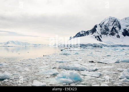 Gletscher und Pfannkuchen Eis, Antarktis Stockfoto