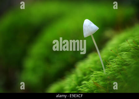 einzelne Pilze in Moos closeup Stockfoto