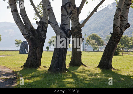 BAUMBESTAND IM SONNENSCHEIN AUF ÜBERSCHWEMMUNGSGEBIET DES FLUSSES DANUBE DONJI MILANOVAC SERBIEN Stockfoto