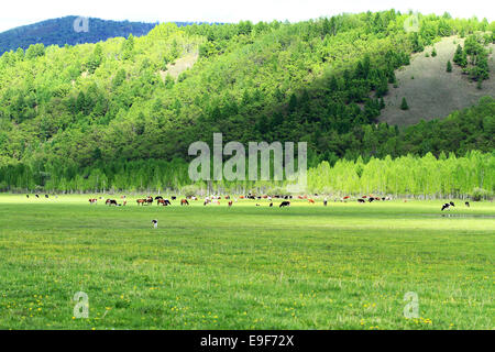 Pferde auf dem Grasland der Inneren Mongolei Stockfoto