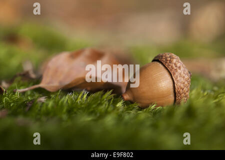 Herbstliche Stillleben, bestehend aus einer Eichel und einem herbstlichen Blatt in einem Wald mit warmen Sonnenlicht erschossen. Stockfoto