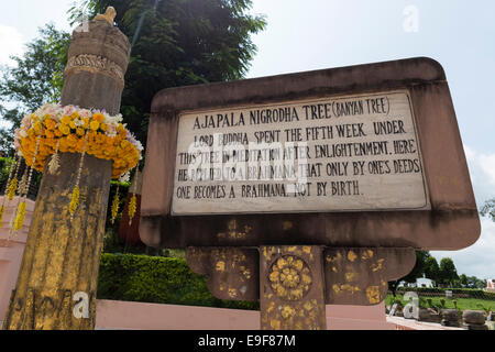 Banyan Tree, Mahabodhi Tempel Bodhgaya in Bihar, Indien Stockfoto