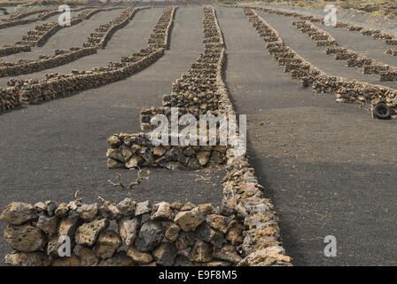 Versuchen Sie Feld mit Steinmauern auf Lanzarote Stockfoto