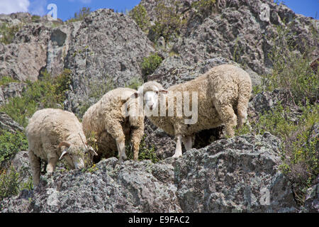 Schafe auf schöne Bergwiese Stockfoto