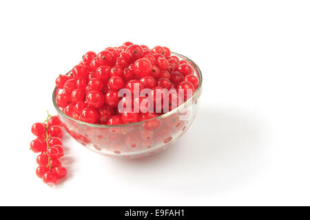 Rote Johannisbeere (Ribes Rubrum) Stockfoto