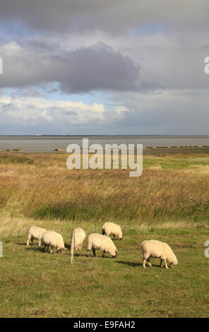 grasender Schafe auf einem Deich an der Nordsee Stockfoto