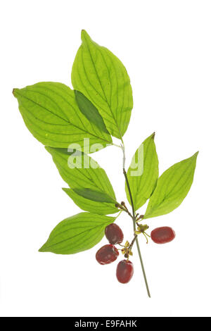 Kirschen der Kornelkirsche (Cornus Mas) Stockfoto