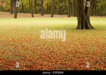 Herbste Hintergrund Stockfoto