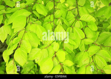 Rotbuche (Fagus Sylvatica) Stockfoto