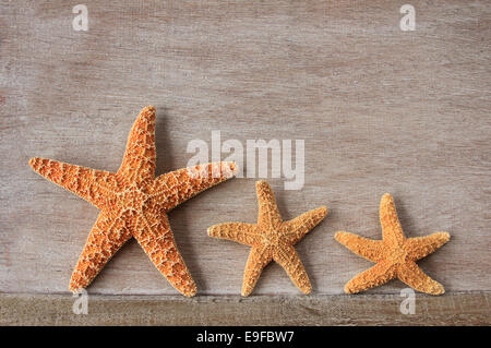 Seestern (Asterias Rubens), Nordsee Stockfoto